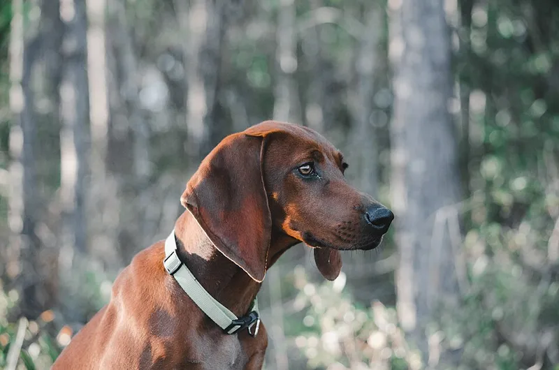 Redbone Coonhound fotoğraf 4