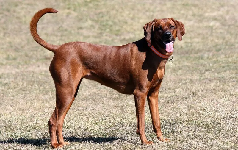 Redbone Coonhound fotoğraf 5