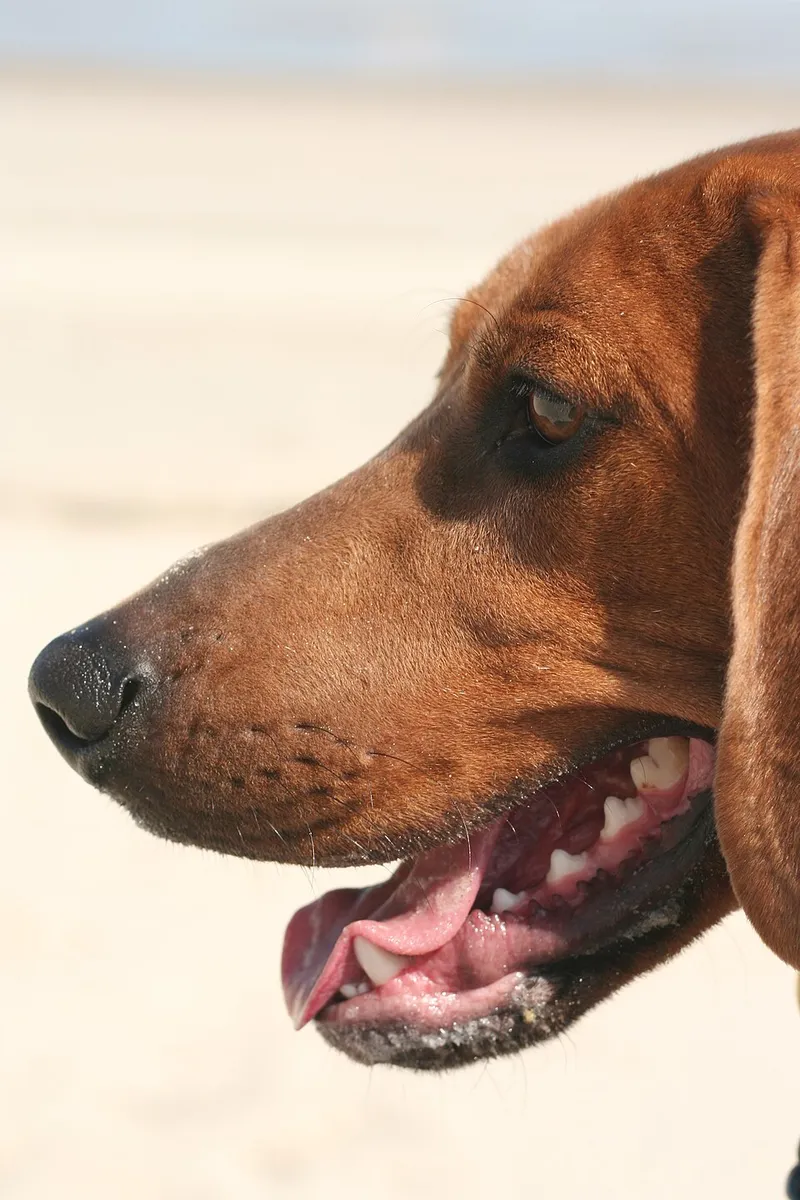 Redbone Coonhound fotoğraf 6