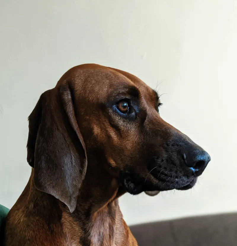 Redbone Coonhound fotoğraf 7