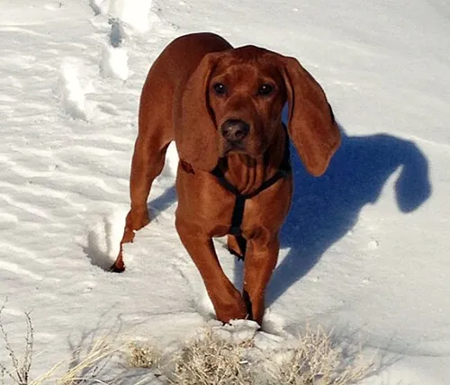 Redbone Coonhound fotoğraf 8