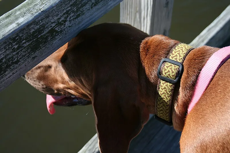 Redbone Coonhound fotoğraf 9