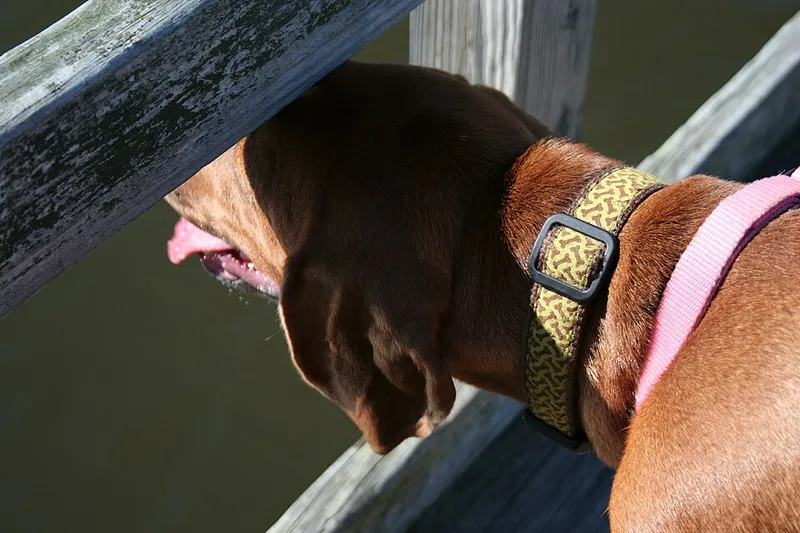 Redbone Coonhound fotoğraf 10