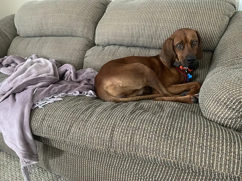 Redbone Coonhound fotoğraf 11
