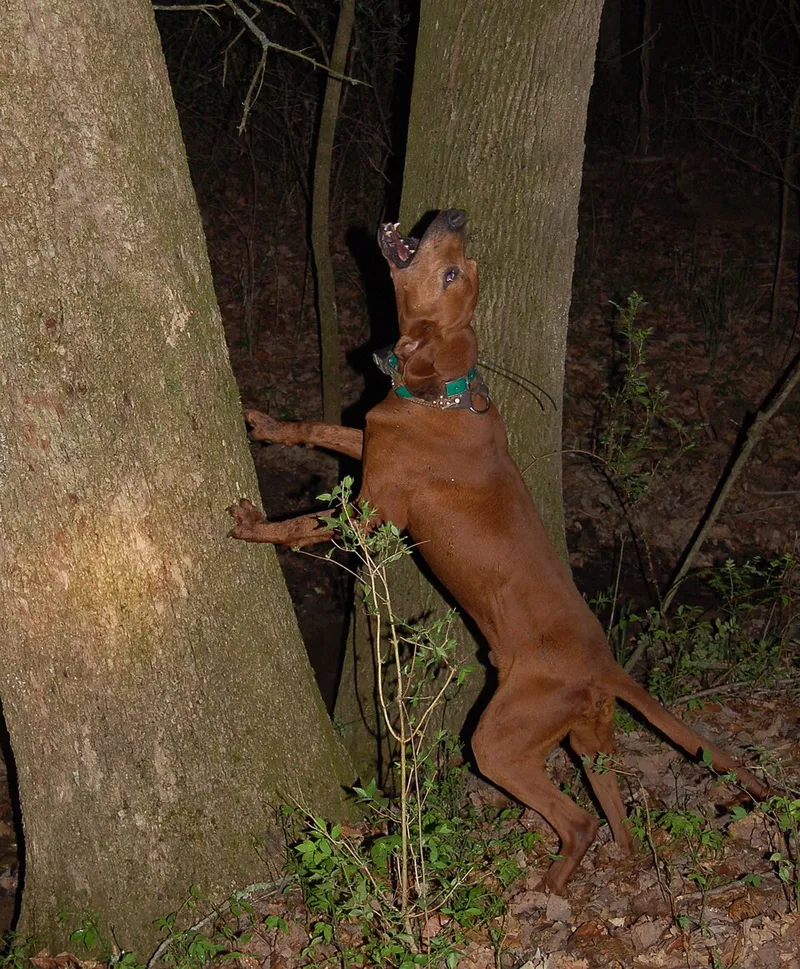 Redbone Coonhound fotoğraf 12