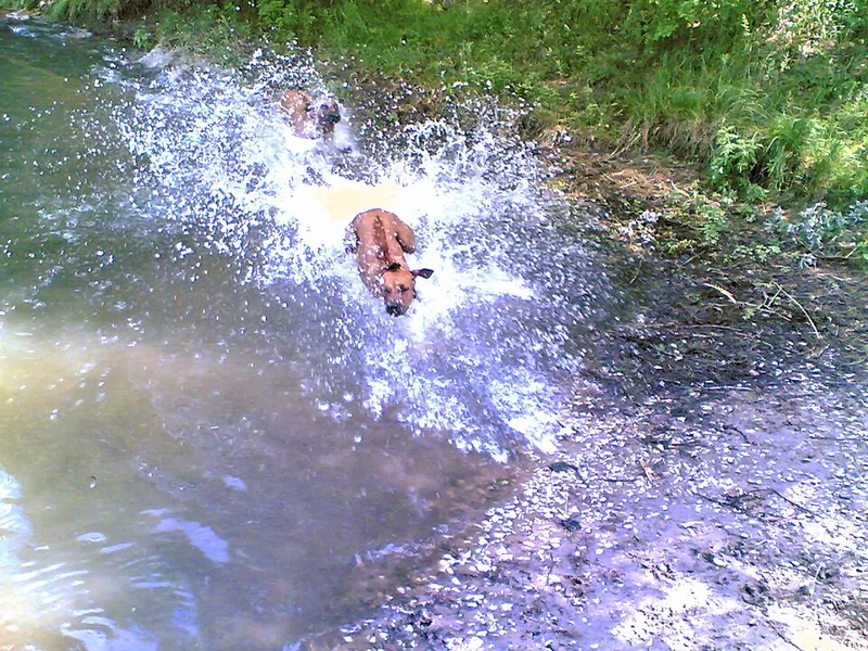 Rhodesian Ridgeback fotoğraf 2
