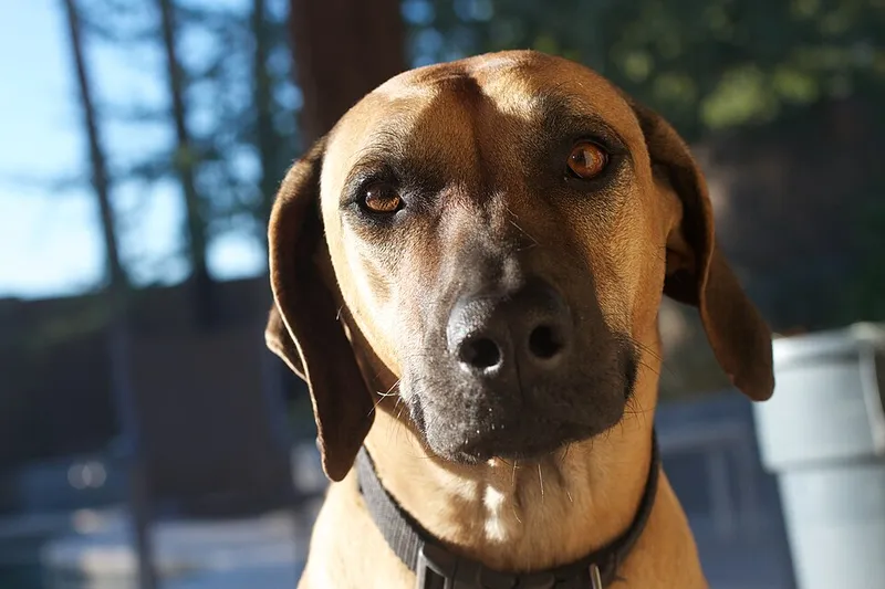 Rhodesian Ridgeback fotoğraf 3