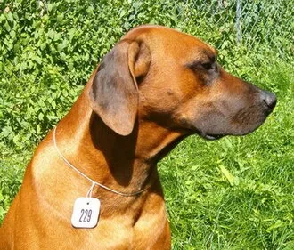 Rhodesian Ridgeback fotoğraf 4
