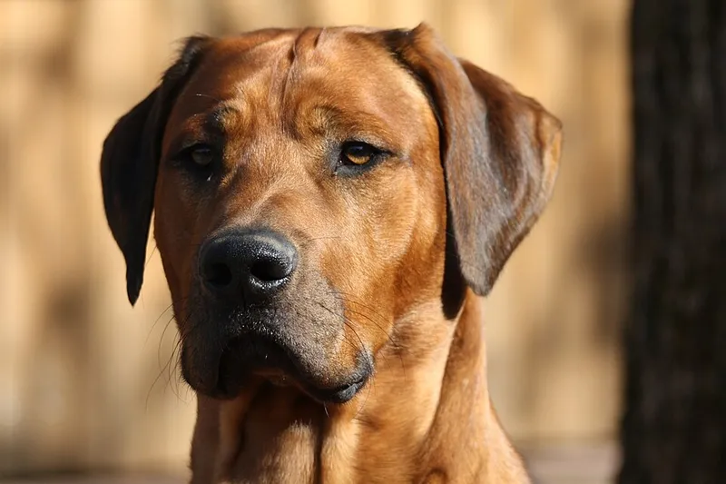 Rhodesian Ridgeback fotoğraf 5