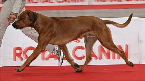Rhodesian Ridgeback fotoğraf 6