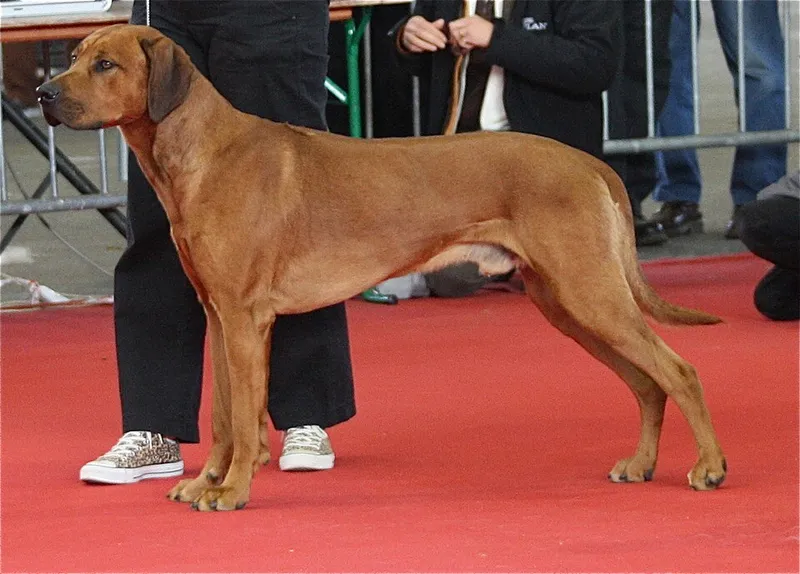 Rhodesian Ridgeback fotoğraf 7