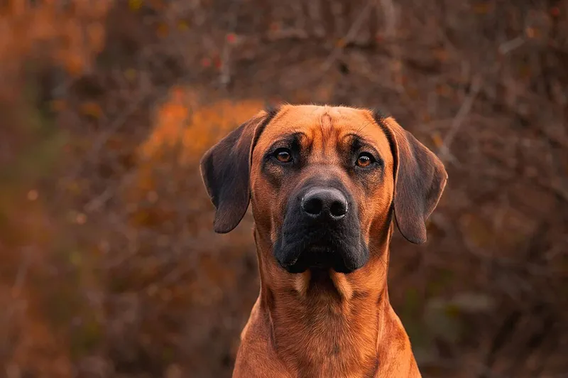Rhodesian Ridgeback fotoğraf 9
