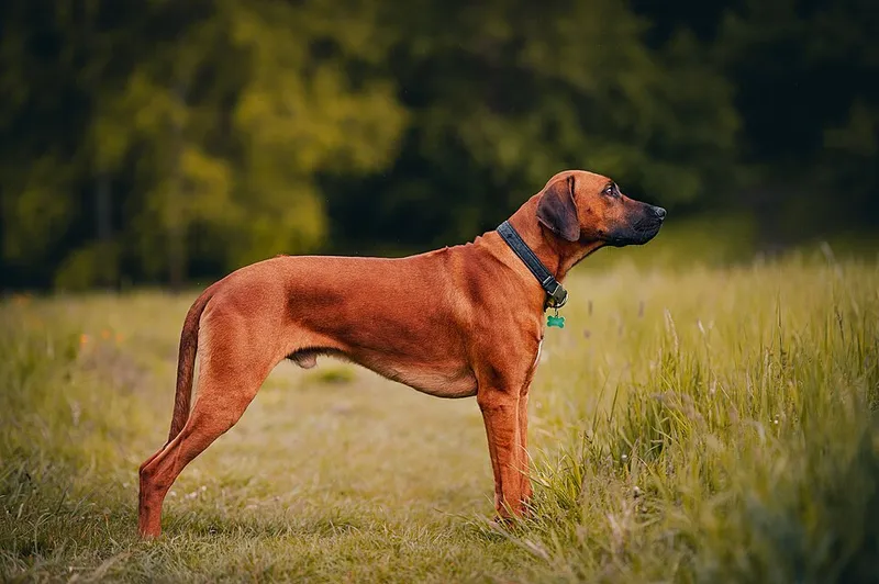 Rhodesian Ridgeback fotoğraf 10