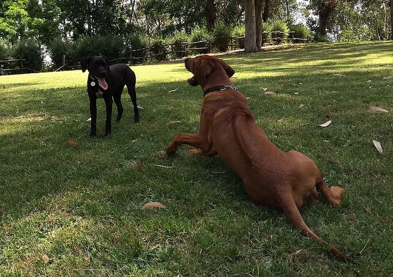 Rhodesian Ridgeback fotoğraf 11