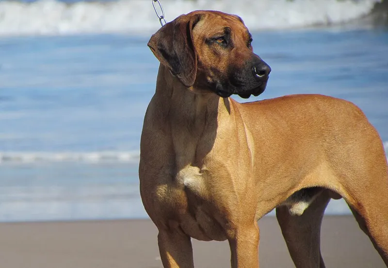 Rhodesian Ridgeback fotoğraf 12