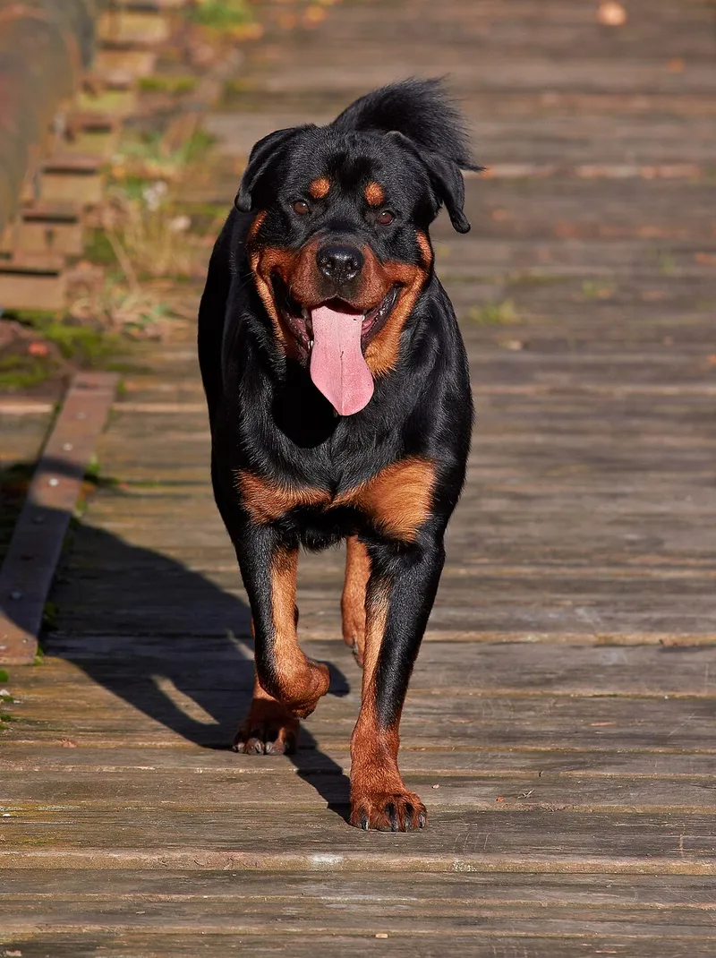 Rottweiler fotoğraf 1