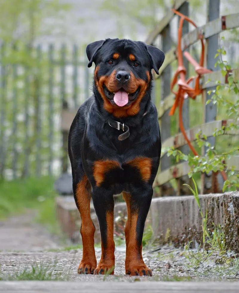 Rottweiler fotoğraf 2