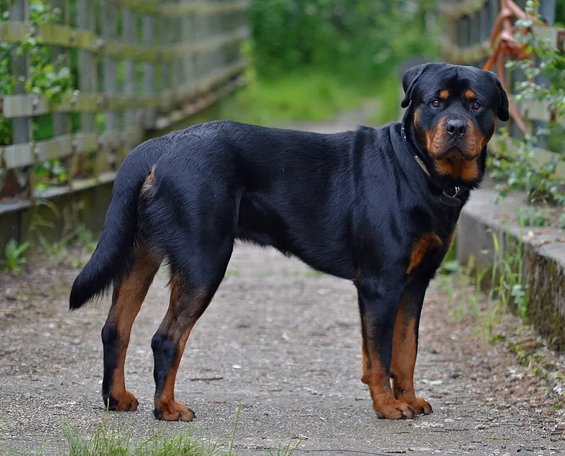 Rottweiler fotoğraf 3