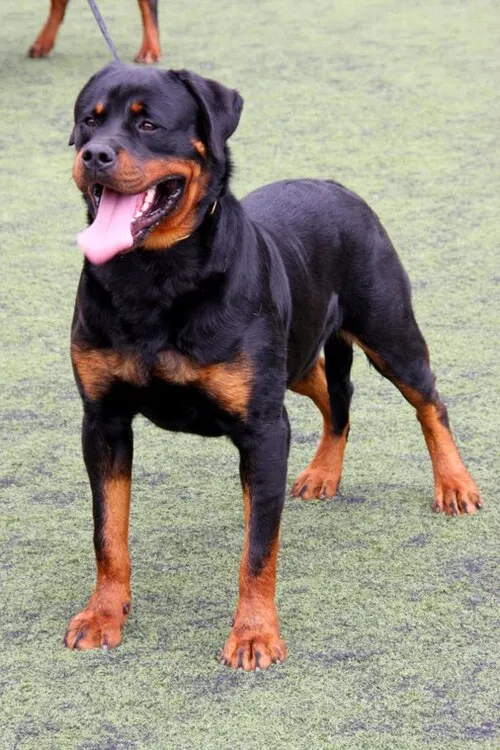 Rottweiler fotoğraf 4