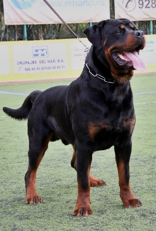 Rottweiler fotoğraf 5