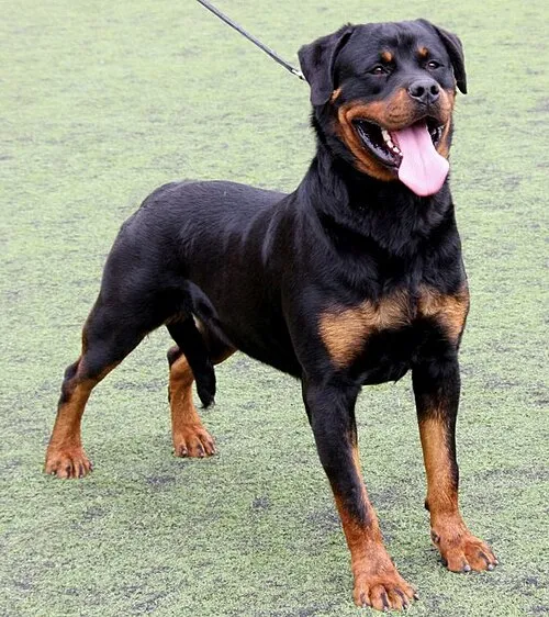 Rottweiler fotoğraf 6