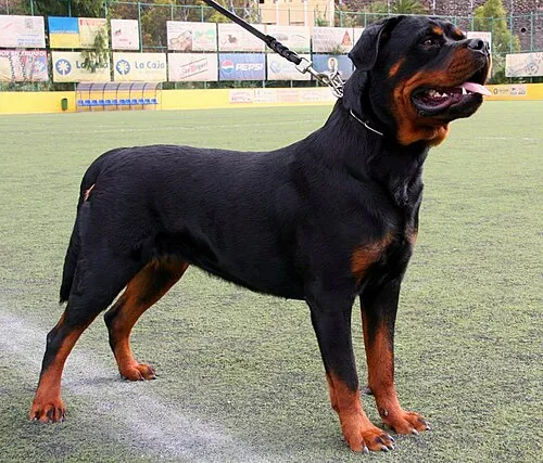 Rottweiler fotoğraf 7