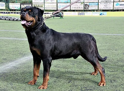 Rottweiler fotoğraf 8