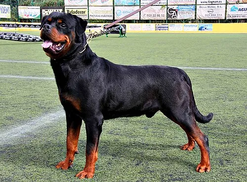 Rottweiler fotoğraf 9