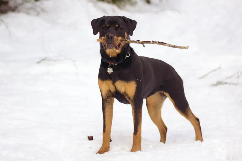 Rottweiler fotoğraf 10