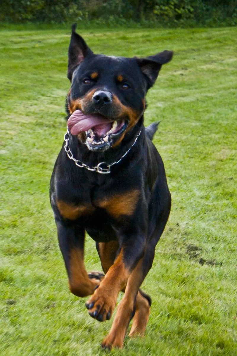 Rottweiler fotoğraf 11