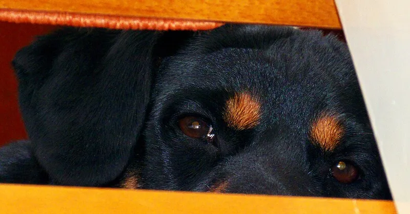 Rottweiler fotoğraf 12