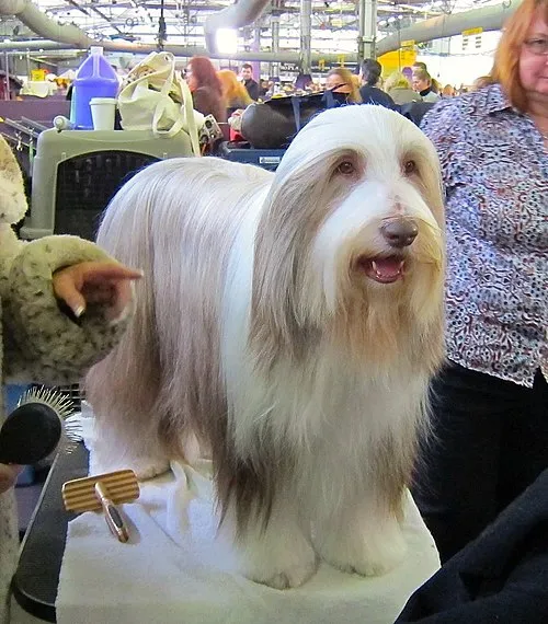 Sakallı Collie fotoğraf 2