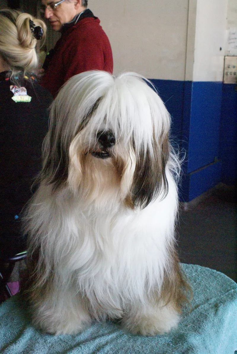 Sakallı Collie fotoğraf 3