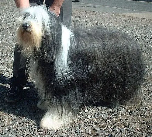 Sakallı Collie fotoğraf 8