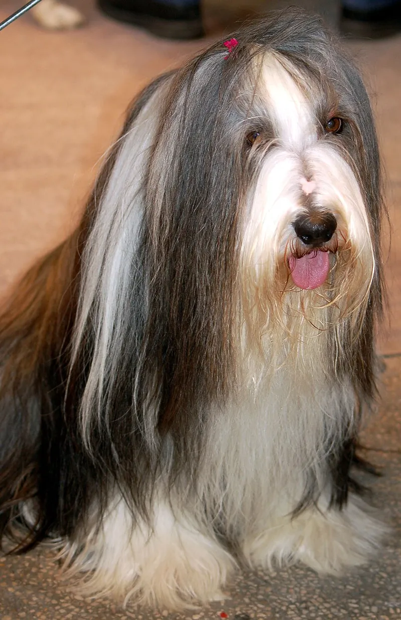 Sakallı Collie fotoğraf 9