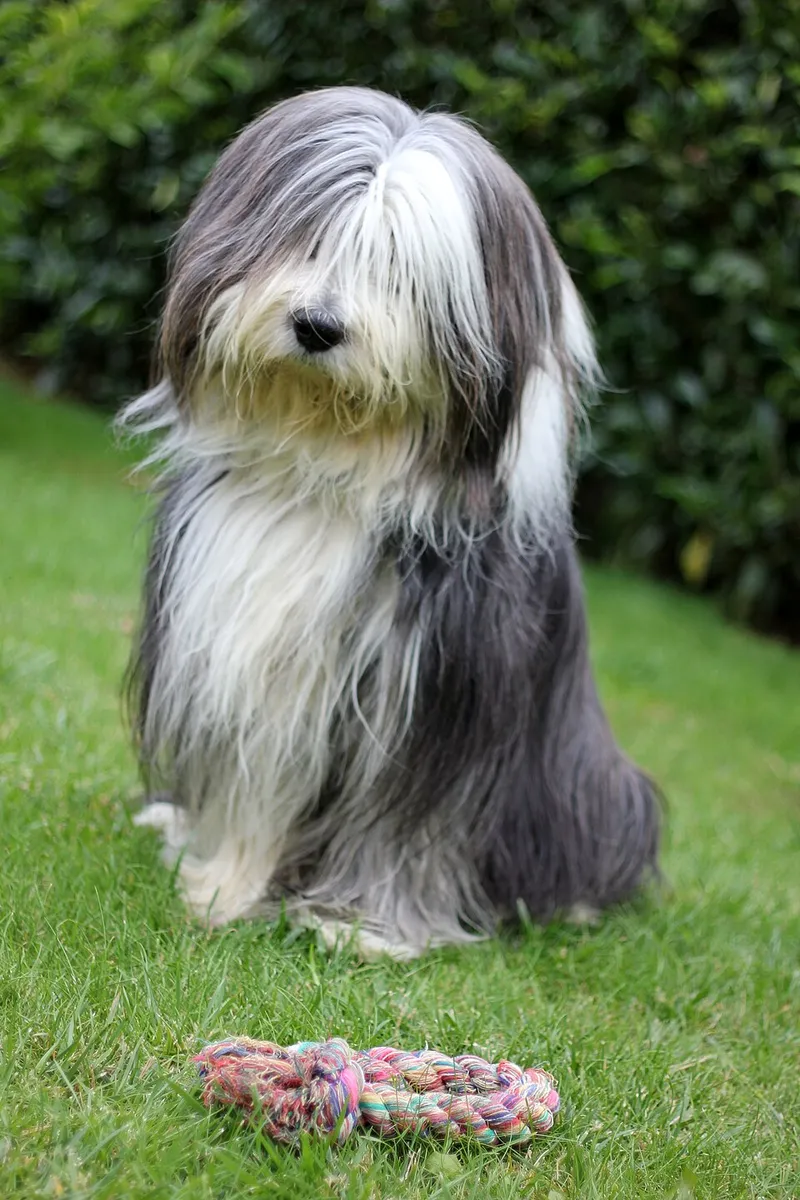 Sakallı Collie fotoğraf 10