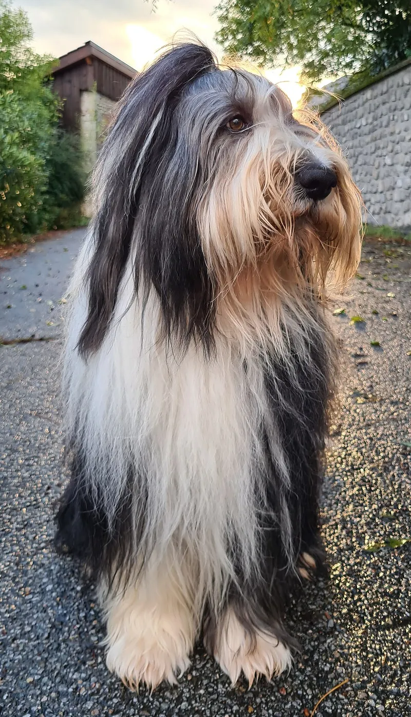 Sakallı Collie fotoğraf 11