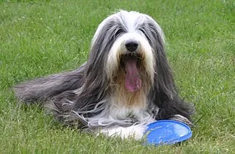 Sakallı Collie fotoğraf 12