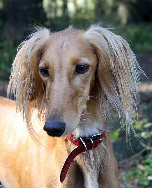 Saluki fotoğraf 1