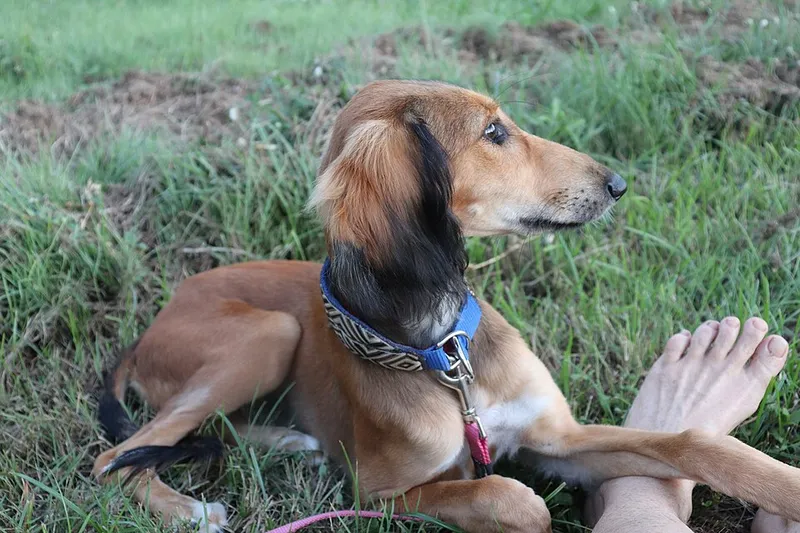 Saluki fotoğraf 3