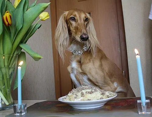 Saluki fotoğraf 4