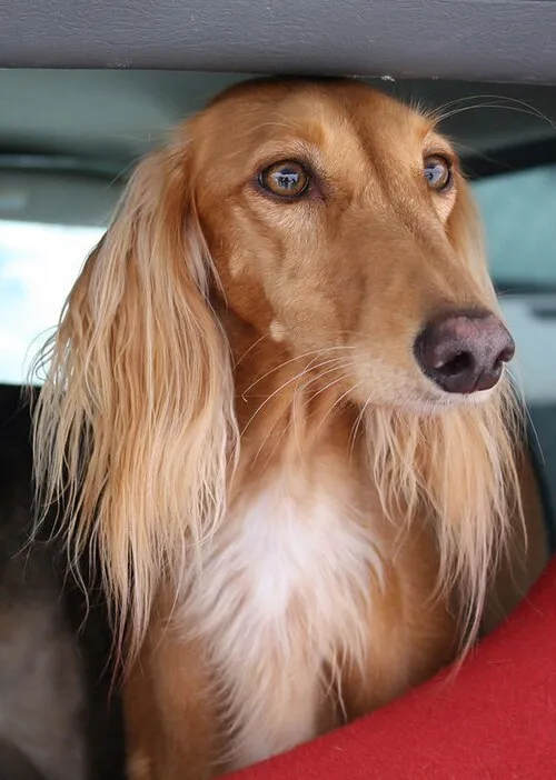 Saluki fotoğraf 5