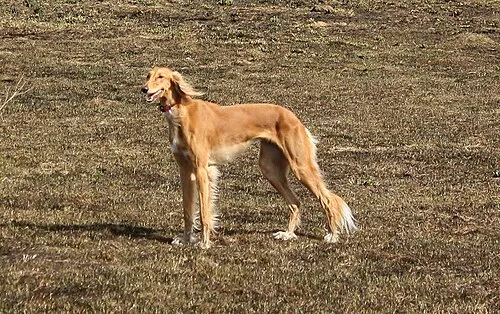 Saluki fotoğraf 6