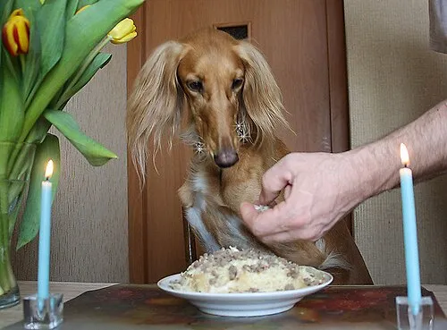 Saluki fotoğraf 7