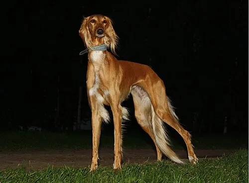 Saluki fotoğraf 8