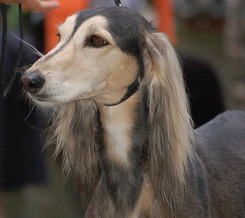 Saluki fotoğraf 9
