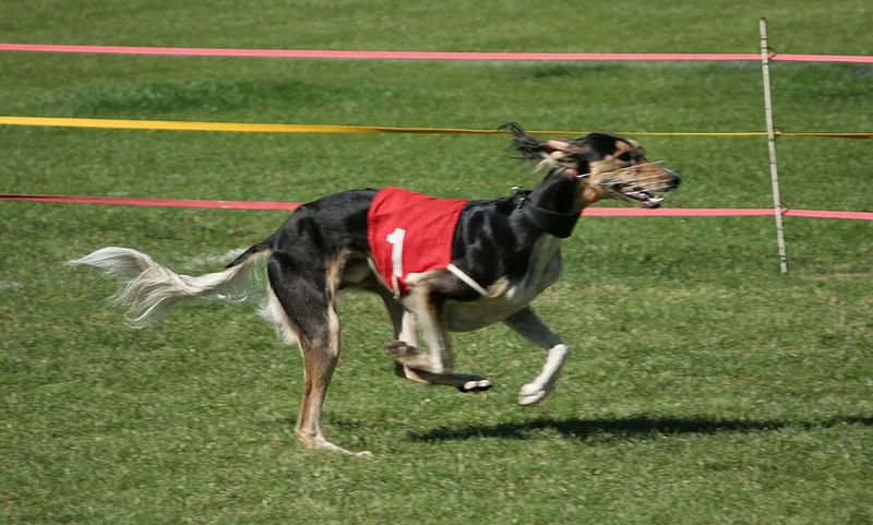Saluki fotoğraf 10