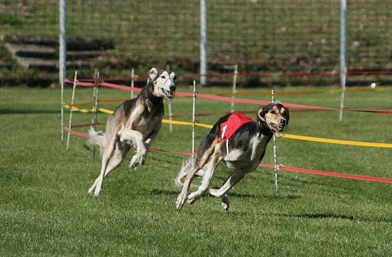 Saluki fotoğraf 11