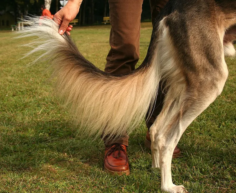 Saluki fotoğraf 12