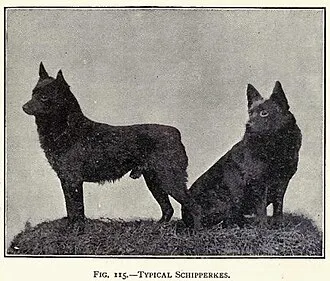 Schipperke fotoğraf 1